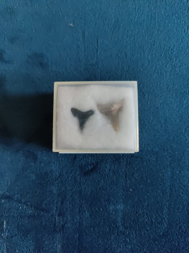 Fossil shark teeth - fossil,