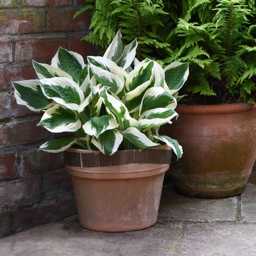 Hosta patriot 9cm 1 - patriot, litre