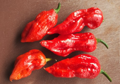 Bhut jolokia 12 - jolokia,