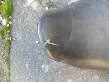 Suzuki GSF 600 Bandit Seat Genuine