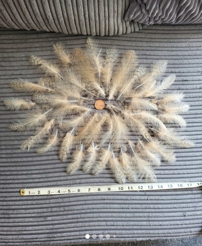 Bengal eagle owl feathers - owl,