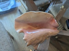 Queen Conch Sea Shell Vintage Large Pink Tone, Aquarium and Bathroom Decor