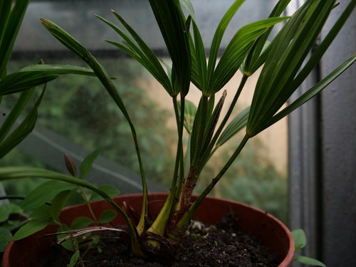 Trachycarpus wagnerianus - , 4