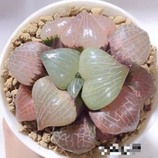 haworthia pink crystal 107
