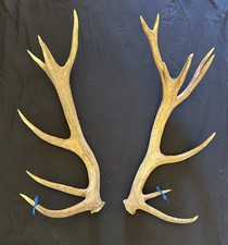 PAIR OF LARGE, HEAVY, RED DEER ANTLERS    ****** REDUCED PRICE ************