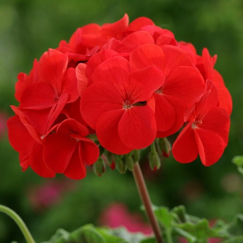 Geranium horizon red - f1,