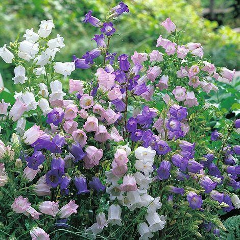 Campanula medium mixed 895 - campanula,