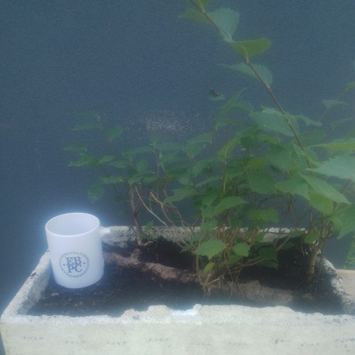 Elm bonsai tree raft yamadori - tree,