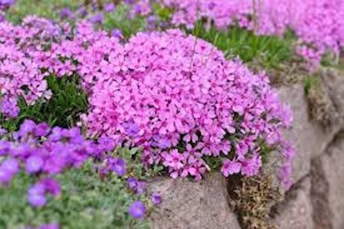 Pink diamond drummonds - diamond,