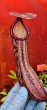 nepenthes boschiana BE3643