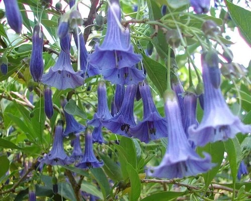 Angel trumpets purple - purple, 4
