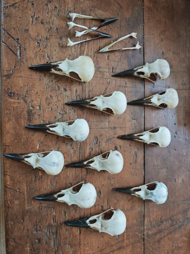 One random crow skull - crow,