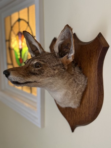Taxidermy black backed jackal - black-backed,