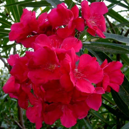 Red scented oleander nerium - oleander,