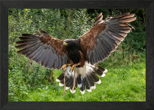 Harris hawk framed wall - framed, art