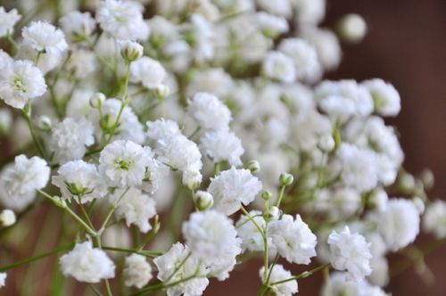 Gypsophila baby breath - gypsophila, baby's