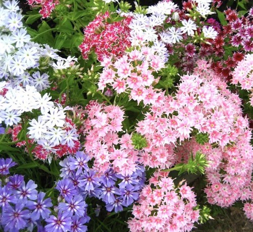 100 seeds drummond phlox - 100,