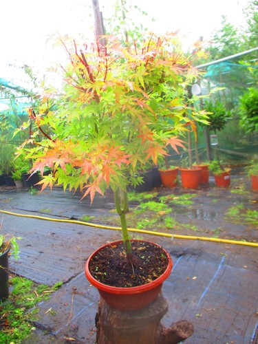 28inch inc pot outdoor bonsai - inc.,