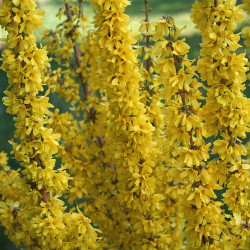 Border forsythia x - t&m,