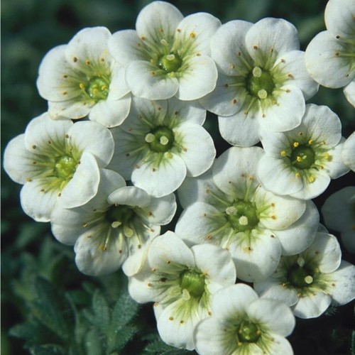 Saxifraga fleece plug - , plants