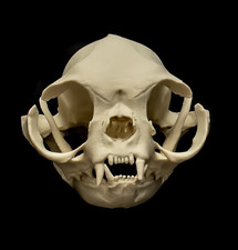 Cat Skull Replica Persian Cat