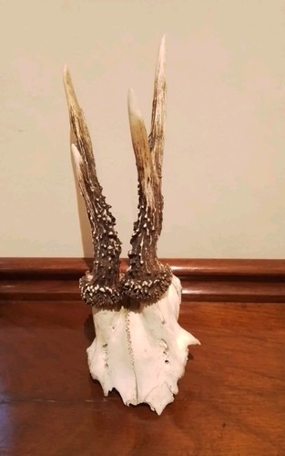 Scottish roe deer antlers - scottish,
