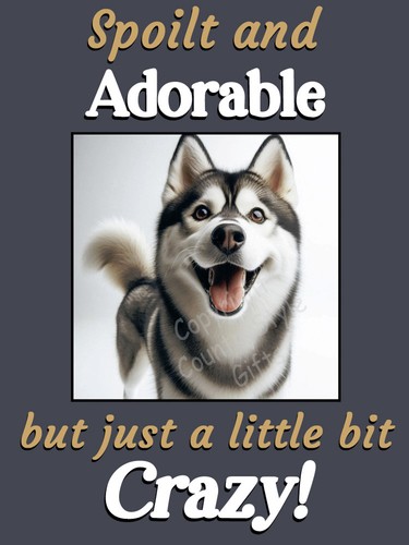 Husky malamute pet - husky,