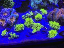 Ultra Toxic Green Star Polyp frag - GSP - Not LPS /SPS Soft coral