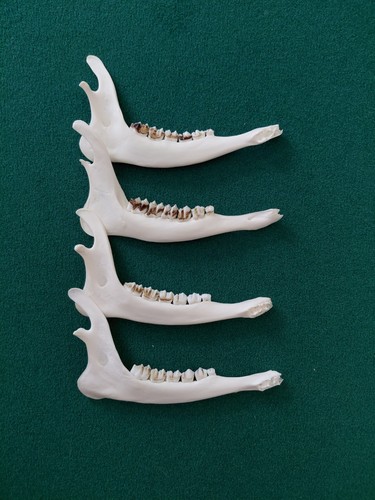 Roe deer jaw bones 4 - roe,