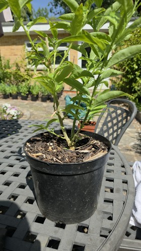 Cestrum nocturnum plant night - plant,