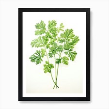 Parsley Vintage Botanical