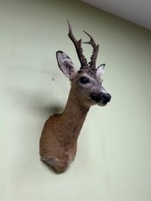 Roe deer Shoulder Mount