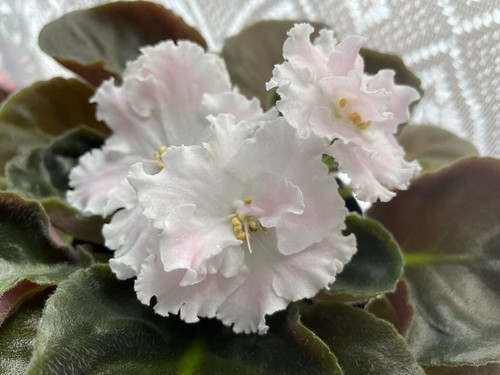 African violet mavka - -,