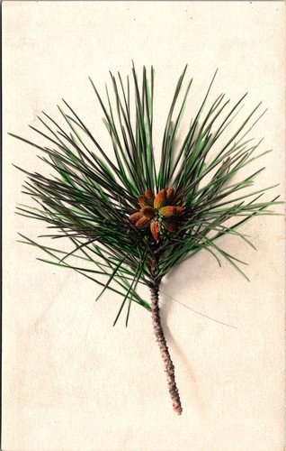 Pitch pine staminate - staminate, flower