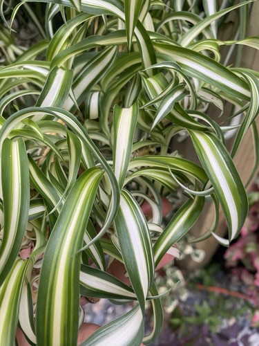 Rooted curly spider - 3,