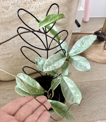 Hoya carnosa silver - hoya,
