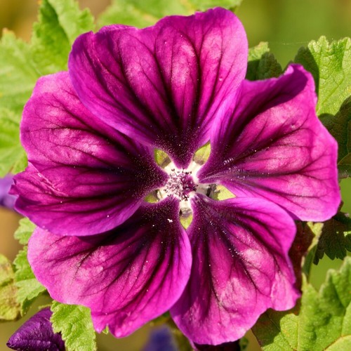 Malva seeds flower - seeds, garden