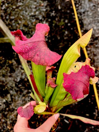 Sarracenia asbo charmaine - asbo,