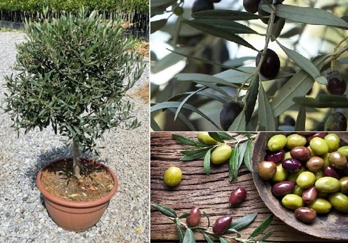 Cyprus olive tree olea - cyprus, (olea