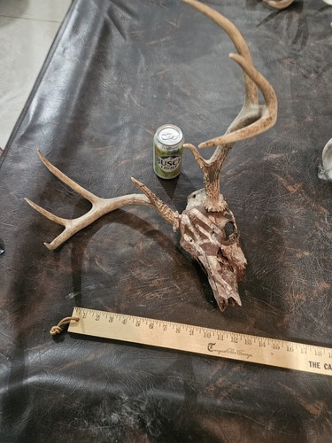 Wild point whitetail deer - 8,