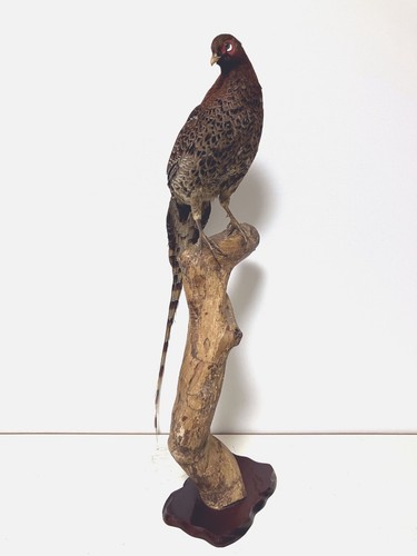 Stuffed animals real bird - animals,real,