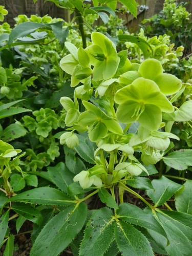 Corsican hellebore - corsican,