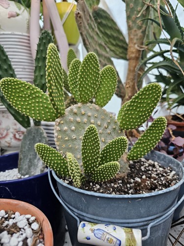 Unrooted angel wings cactus - unrooted,