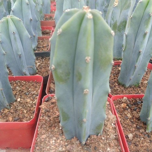 Myrtillocactus geometrizans - myrtillocactus,