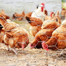 Chicken Wire Mesh Pet Garden