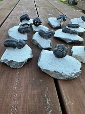 Trilobite Phacops Middle