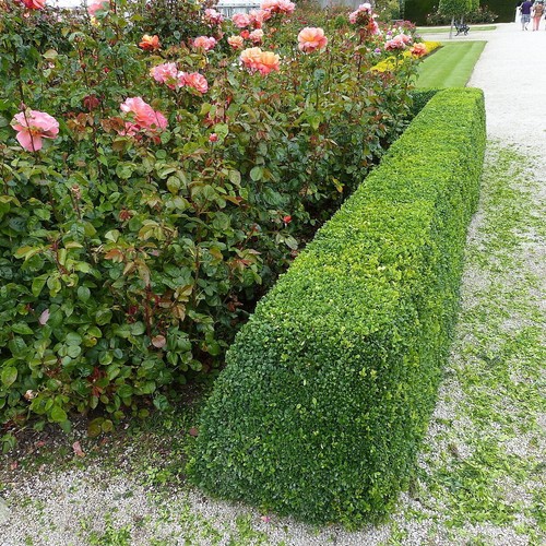 Bushy box plants 20cm - 20cm, tall