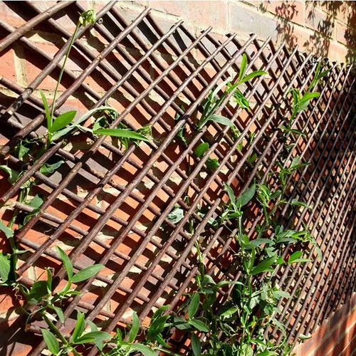 Willow decorative landscaping - decorative,