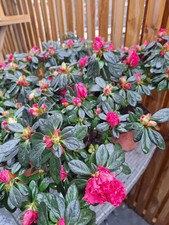 Azalea Rhododendron 30cm