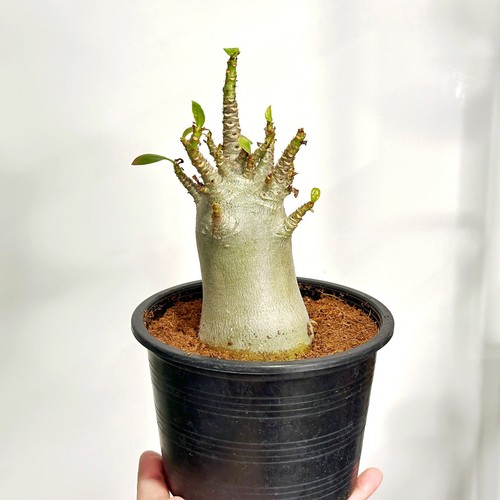 Medium desert rose adenium - medium,